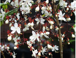 Clerodendrum Schmidtii Chains of Glory /Клеродендрум Цепи славы