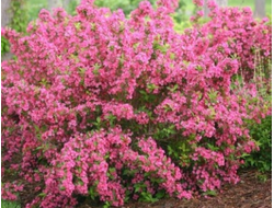 Вейгела Букет роуз (Bouquet Rose)