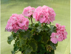 Пеларгония Sanibel