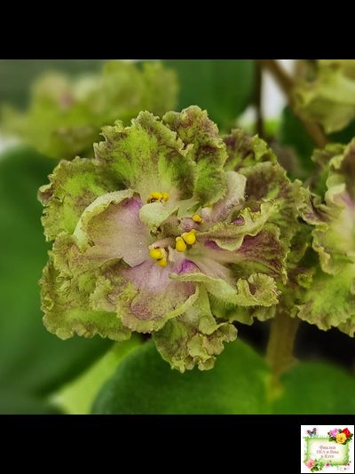 Allegro Pink Pistachio (J.Stromborg)