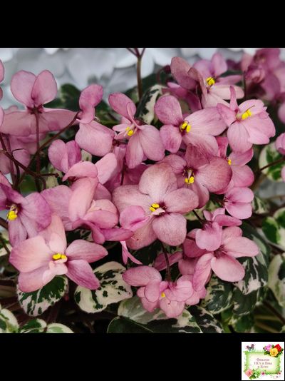 Mac&#039;s 1306-2 (G.McDonald) трейлер