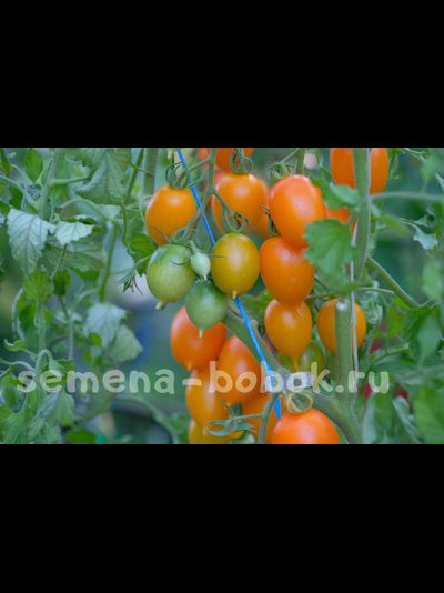 Томат Юстина (Justyna), 10 шт