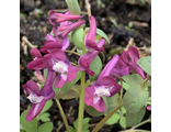 Corydalis solida "Forest Elf"