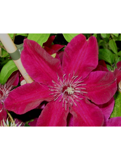 Клематис крупноцветковый Хуви