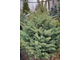 Ель колючая glauca