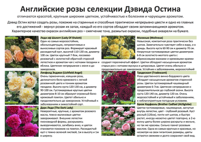 Розы английские