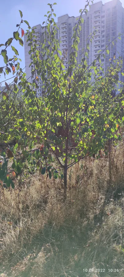 Плодовые деревья 5-7лет