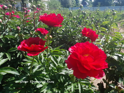 Пион Carina (Карина)