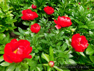 Пион Red Red Rose (Ред Ред Роуз)