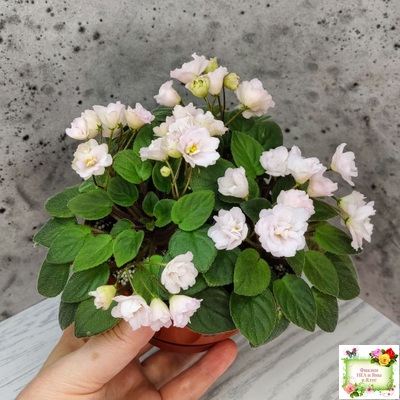 Pink Mint (S.Sorano) трейлер (пасынок срез)