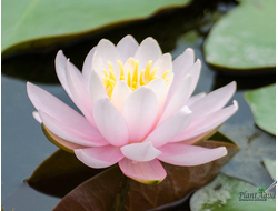 Нимфея У.Б Шоу