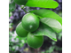 Лайм (Citrus aurantifolia) цедра (5 мл) - 100% натуральное эфирное масло