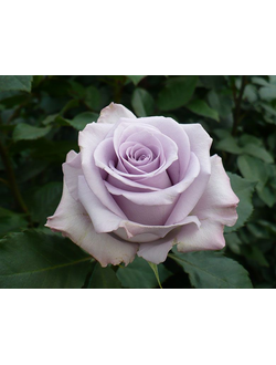 Песня Океана - Океан Сонг (Ocean Song)