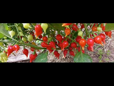 Перец острый Клювик красный (Biquinho)