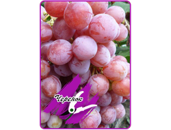 Z-10 (укоренённый черенок)