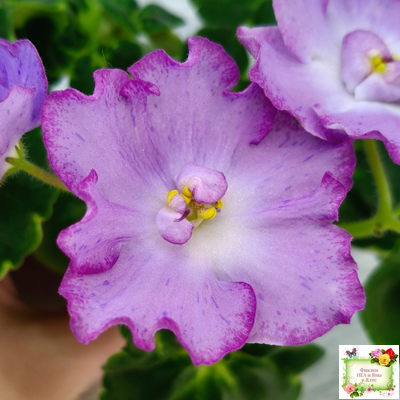 АВ-Девочка с Севера (Фиалковод) 2021 г. (лист посажен 04.09.25)