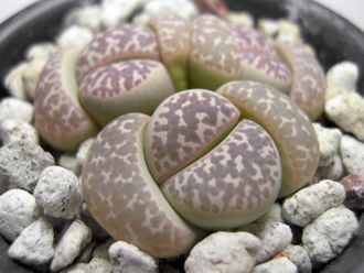 Lithops naureeniae PV1000 - 10 семян