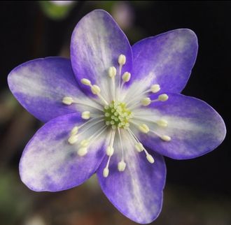 Hepatica nobilis Signe