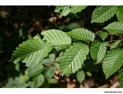 Граб обыкновенный - Carpinus