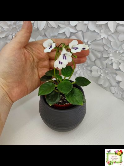 Deinostigma tamiana (Primulina tamiana (примулина тамиана))