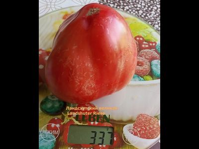 Томат Ландсхутский великан (Landshuter Riese, Германия)
