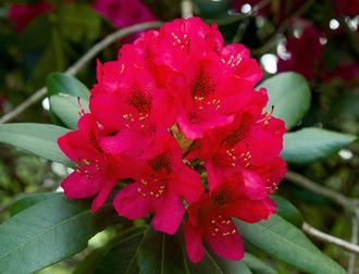 Рододендрон древесный (Rhododendron anthopogon), цветки, 1 г - 100% натуральное эфирное масло