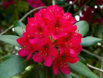 Рододендрон древесный (Rhododendron anthopogon), цветки, 2 г - 100% натуральное эфирное масло