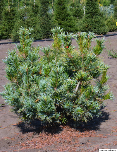 Сосна кедровая Блю Мопс - Blue Mops