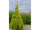 Туя западная Малониана Ауреа (Thuja occidentalis Malonyana Aurea), 3,0 л