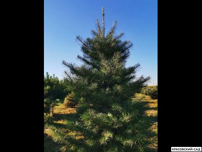 Пихта одноцветная - фото летом - красовский-сад.рф