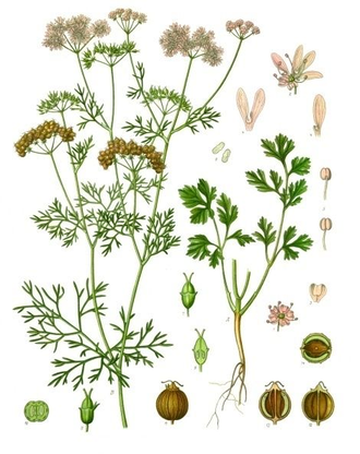 Кориандр (Coriandrum sativum), семена, Крым (10 мл) - 100% натуральное эфирное масло