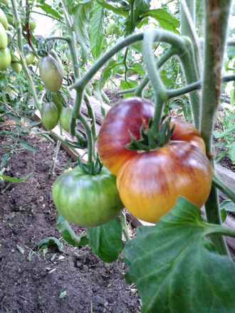 Семена томата Большой Желто - Синий