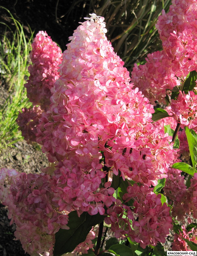 Гортензия древовидная Ванила Фрайс