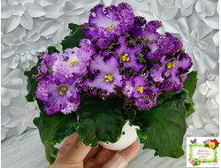 АВ-Пенная Вечеринка (Фиалковод) 2021 г.