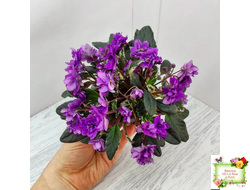 Senk's Longlegs (R. Follett/D. Senk) трейлер (укор. пасынок)