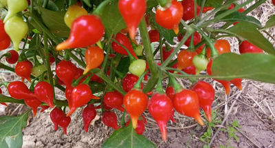 Перец острый Клювик красный (Biquinho)