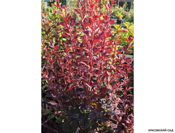 Барбарис Аурикома - Auricoma