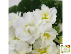 Adirondack Moon (S. Sorano) (детка)