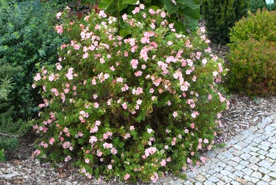 Лапчатка кустарниковая Blink