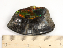 Аммолит, коллекционный образец, Канада (45*33*13 мм, 18 г) №36286