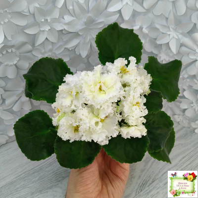 АВ-Легенда о Золотой Луне (Фиалковод) 2023 г.