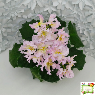 РМ-Солнечное Конфетти (Н. Скорнякова) 2022 г.