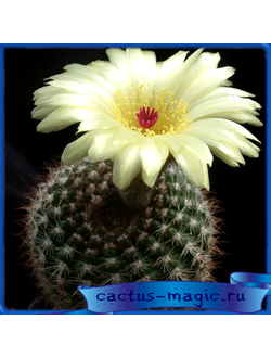 Notocactus bommeljei