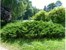 Можжевельник казацкий Mas