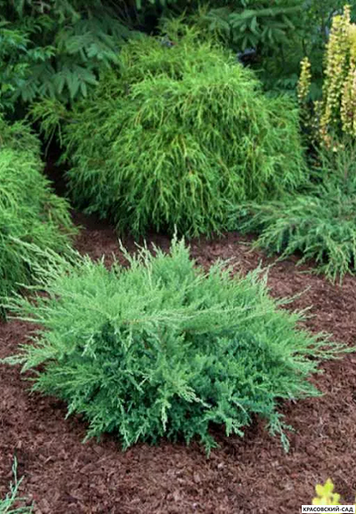 Можжевельник пфитцериана Компакта - Pfitzeriana Compacta