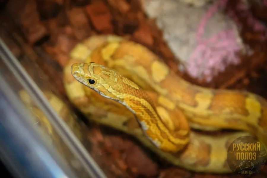 Полоз маисовый, Pantherophis guttatus