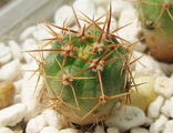 Gymnocalycium neuhuberi