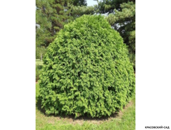 Туя Литл Чемпион - Little Champion