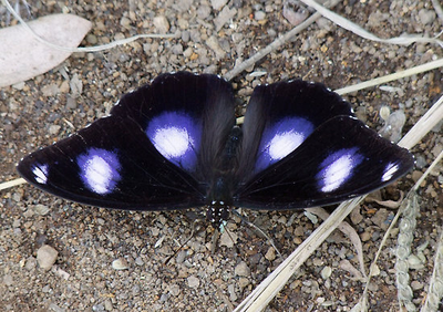 Салют 5 бабочек одного вида