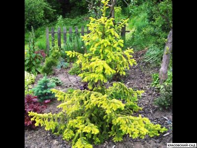 Ель колючая Биалобок - фото в ландшафте - красовский-сад.рф